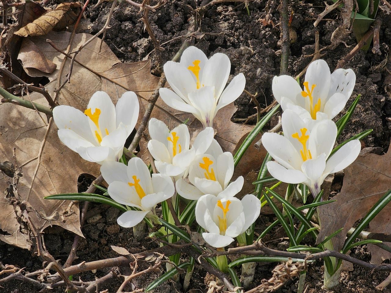 Célébration de l'équinoxe de printemps : l'éveil du vivant
