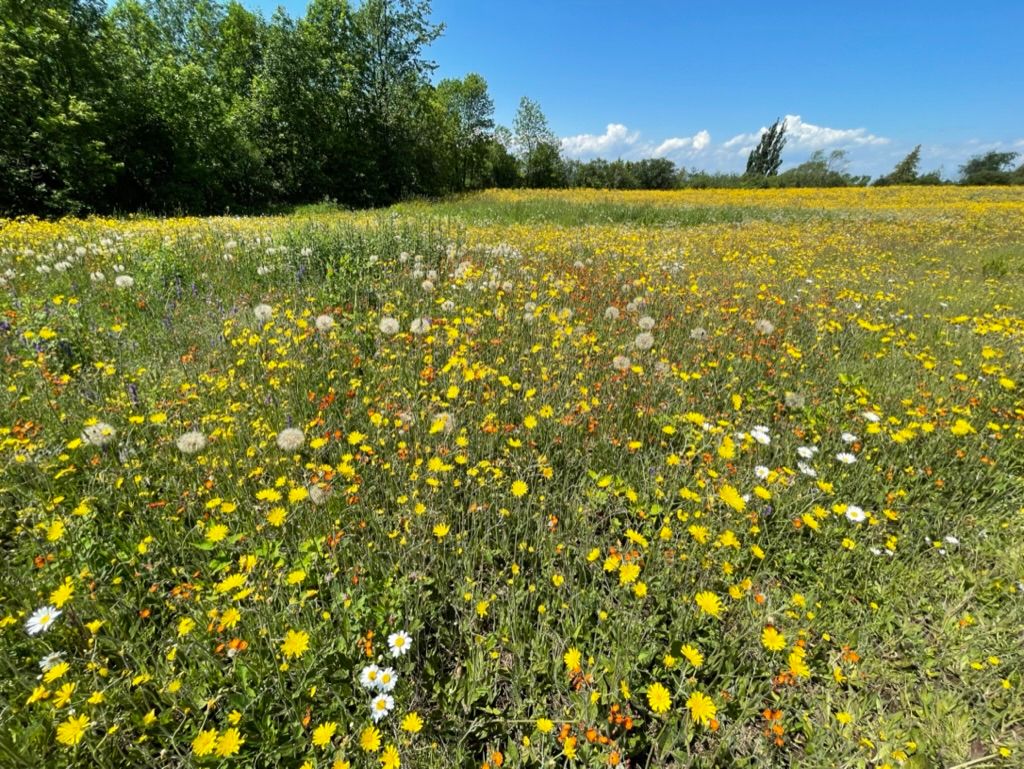 Créer dans la joie — fleurs et présence