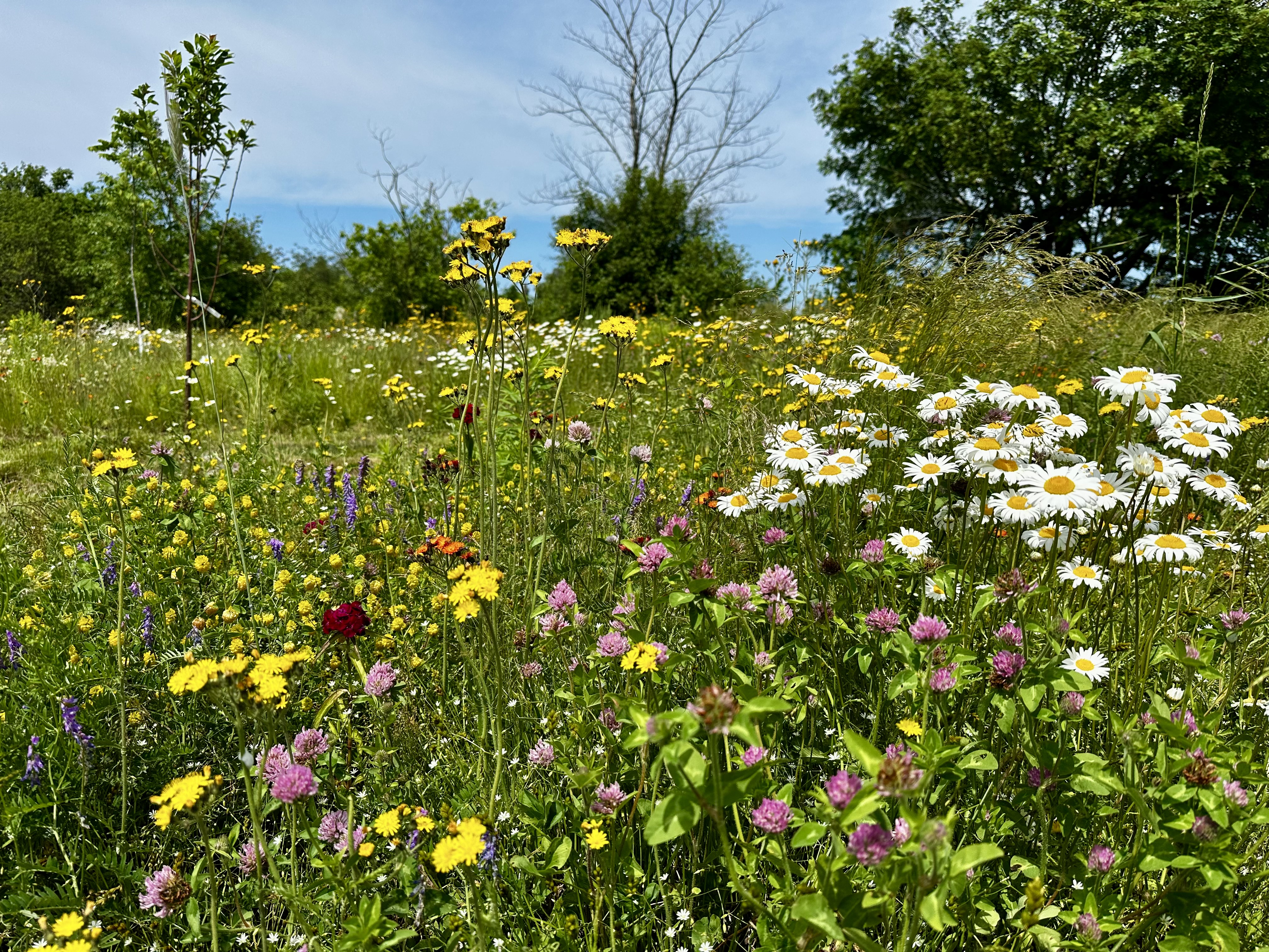 Champ luxuriant de marguerites, trèfles roses et fleurs jaunes sous un ciel bleu estival.