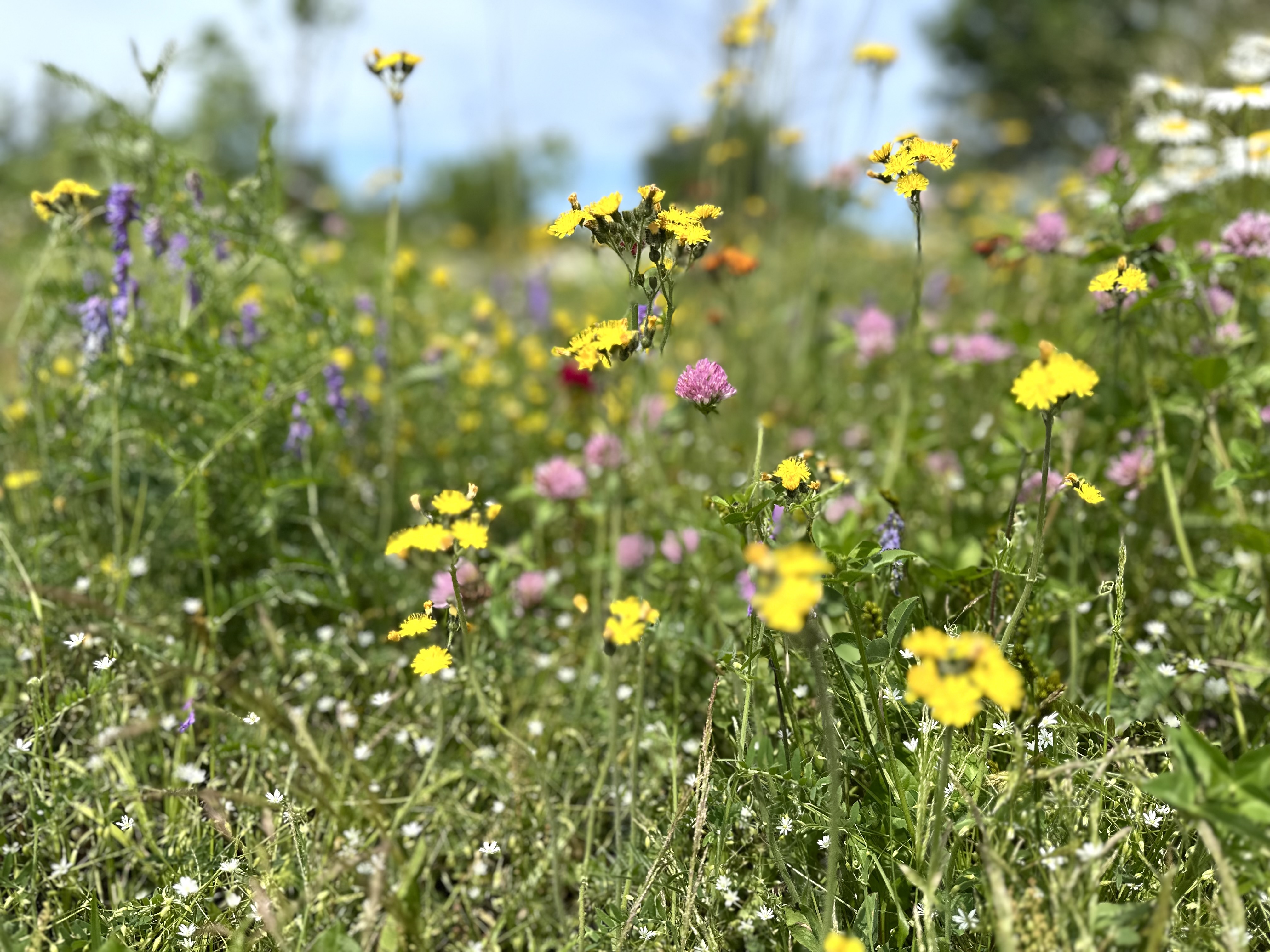 Un champ luxuriant de fleurs sauvages jaunes, roses et violettes sous un ciel bleu doux.