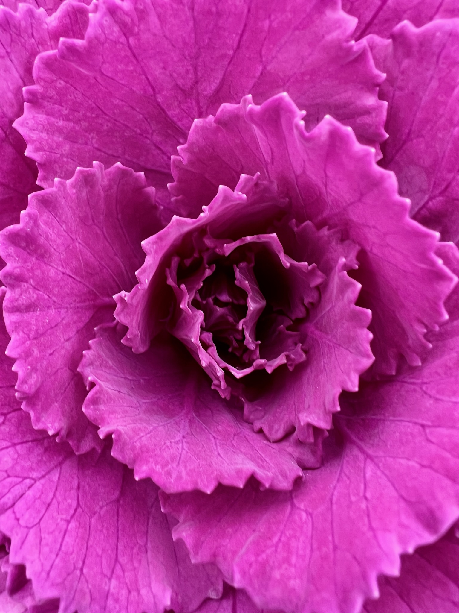 Gros plan vibrant d'un chou ornemental aux feuilles plissées magenta et pourpres.