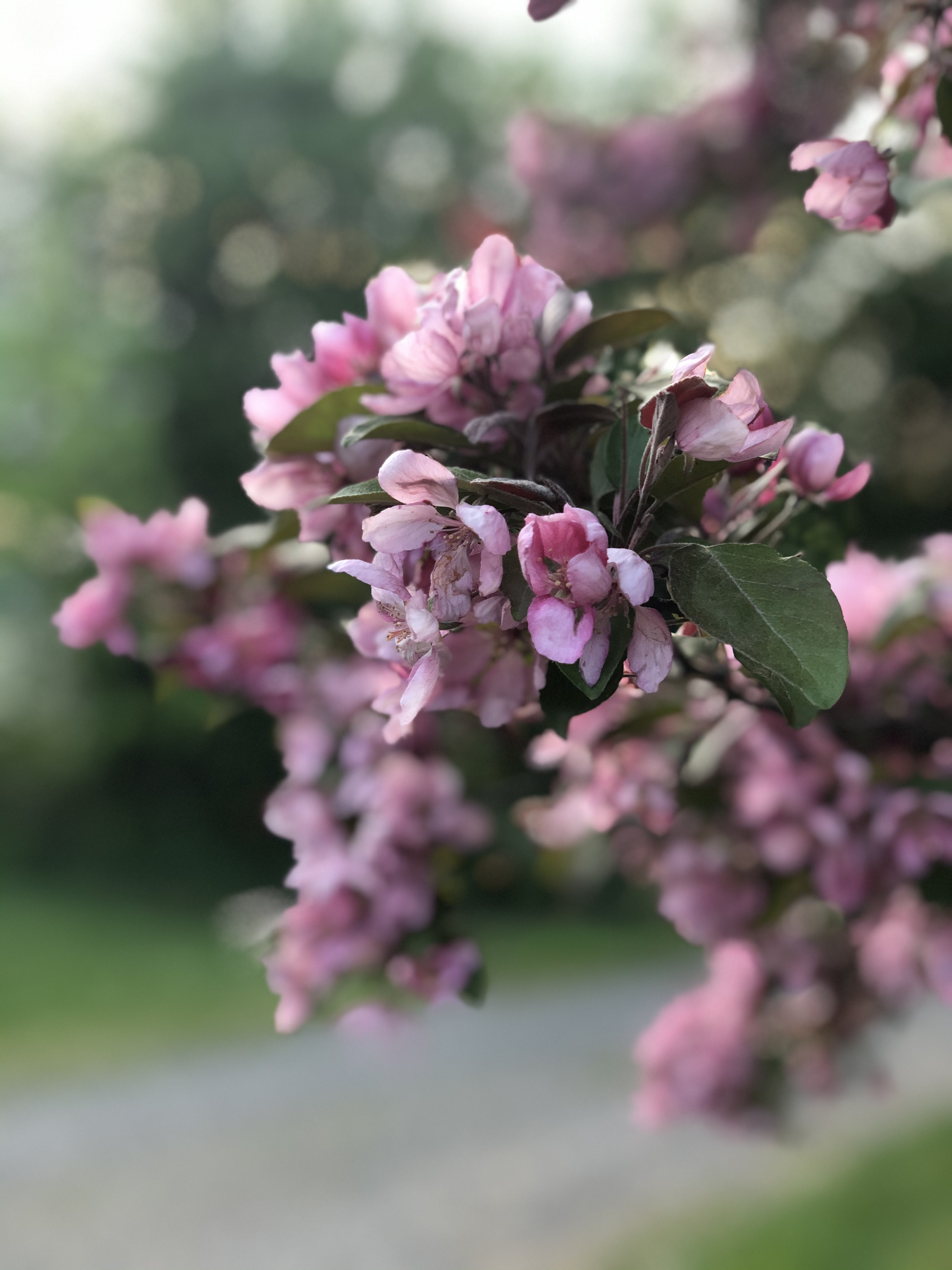 Gros plan de délicates fleurs roses et pourpres sur une branche d'arbre au printemps.
