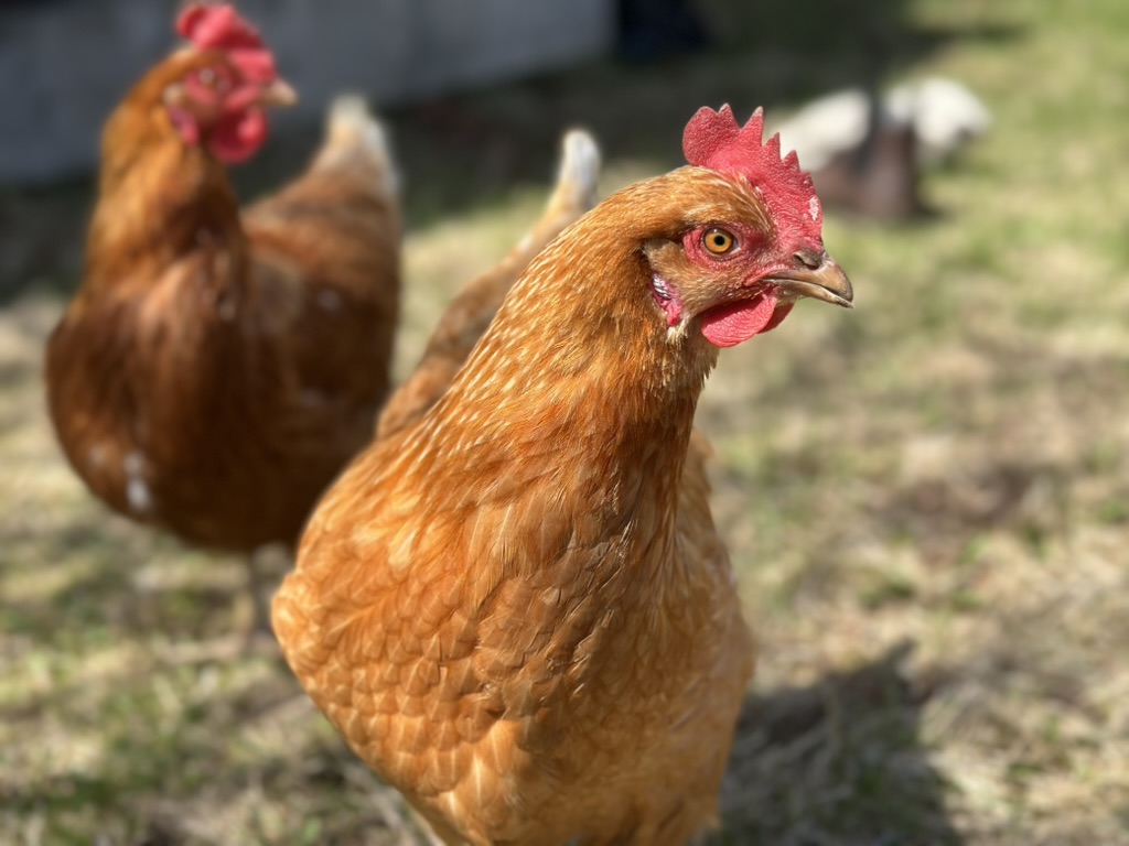 Deux poules rousses dans un pré ensoleillé, une en gros plan et l'autre en arrière-plan.